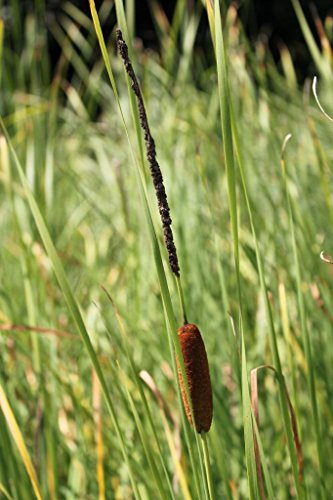 4er-Set im Gratis-Pflanzkorb - Typha angustifolia - schmalblättriger Rohrkolben - Wasserpflanzen Wolff von Wasserpflanzen Wolff