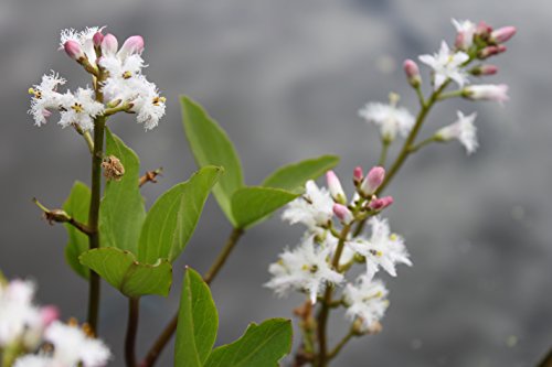Blume des Jahres 2020 ! - fertig im Pflanzkorb - Menyanthes trifoliata - Bitterklee - Fieberklee, weiß - Wasserpflanzen Wolff von Wasserpflanzen Wolff
