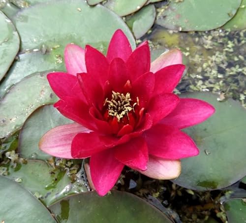 WASSERPFLANZEN WOLFF - Nymphaea 'Perry's Baby Red' fix und fertig im PFLANZKORB - Seerose, rot - ideal für Miniteiche - Seerose des Jahres 2009! von Wasserpflanzen Wolff