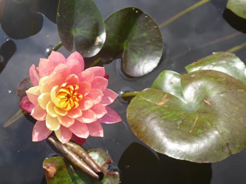 WASSERPFLANZEN WOLFF - Seerose fertig im Pflanzkorb - Nymphaea 'Wanvisa' - Seerose des Jahres 2019 - Rarität! von Wasserpflanzen Wolff