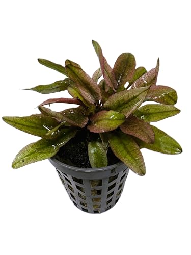 WASSERPFLANZEN WOLFF - *** Top-Rarität *** Flamingo Wasserkelch/Cryptocoryne spec. 'Flamingo' im Topf, rosafarbene Züchtung von Wasserpflanzen Wolff