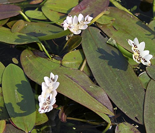 WASSERPFLANZEN WOLFF - 2er-Set - Aponogeton distachyos - Afrikanische-Zweireihige - Wasserähre - Schwimmblattpflanze, weiß - Klärpflanze - duftet! von Wasserpflanzen Wolff