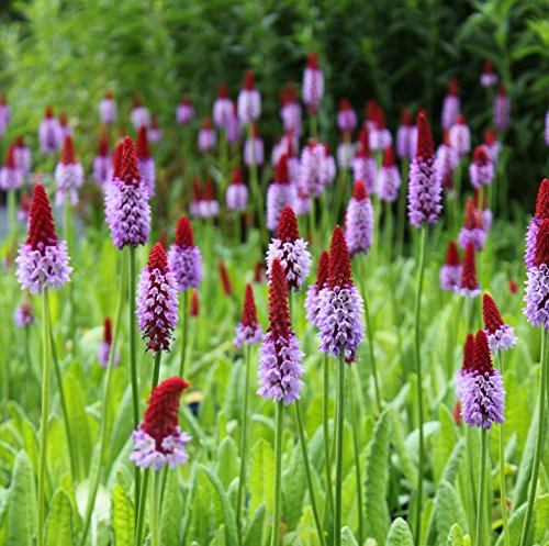 WASSERPFLANZEN WOLFF - Primula vialii - Orchideenprimel, rot-violett - Besonderheit! - 2er-Set - QUALITÄTSSTAUDEN von Wasserpflanzen Wolff