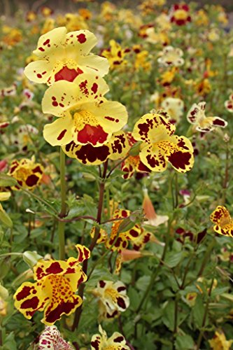 WASSERPFLANZEN WOLFF- 2er-Set - winterhart! - Mimulus tigrinus - getigerte Gauklerblume, gelb-rot gefleckt - Uferpflanze - winterhart Teichpflanze von Wasserpflanzen Wolff