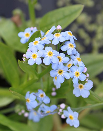 WASSERPFLANZEN WOLFF - Myosotis palustris - Sumpfvergißmeinnicht, hellblau - heimisch - 2er-Set QUALITÄTSSTAUDEN in 9x9cm Töpfen- winterhart! von Wasserpflanzen Wolff