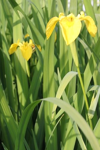 WASSERPFLANZEN WOLFF - 3er-Set - winterhart - TRIO- Iris pseudacorus - Staude des Jahres 2016 - Wasserschwertlilie - Sumpfschwertlilie, gelb - QUALITÄTSSTAUDEN in 9er Töpfen von Wasserpflanzen Wolff