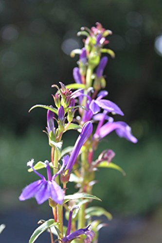 WASSERPFLANZEN WOLFF - 4er-Set im Gratis-Pflanzkorb - Lobelia sessilifolia - Blaue Lobelie - von Wasserpflanzen Wolff