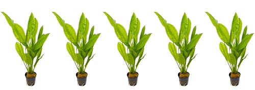 WASSERPFLANZEN WOLFF - 5 Töpfe schöne Große Amazonas-Schwertpflanze/Echinodorus bleheri, Breite Amazonasschwertpflanze Aquarium Klassiker Hintergrund Solitärpflanze von Wasserpflanzen Wolff