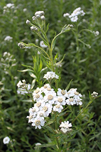WASSERPFLANZEN WOLFF - Achillea ptarmica - Sumpf- Schafgarbe - STAUDE DES JAHRES 2021! - Qualitätsstaude durchwurzelt im 9x9 cm Topf - Bienenweide! von Wasserpflanzen Wolff