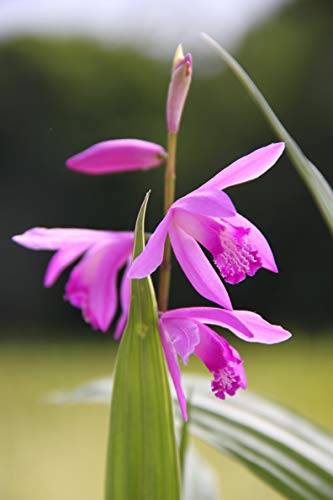 WASSERPFLANZEN WOLFF - Bletilla striata - Sumpf- Orchidee - Japanorchidee - RARITÄT! - im 9x9 cm Topf von Wasserpflanzen Wolff