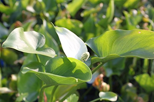 WASSERPFLANZEN WOLFF - Calla palustris - Sumpfkalla - Drachenwurz, weiß - winterhart - Blume des Jahres 1988! - heimisch - QUALITÄTSSTAUDEN 2er-Set in 9x9 cm Töpfen durchwurzelt von Wasserpflanzen Wolff