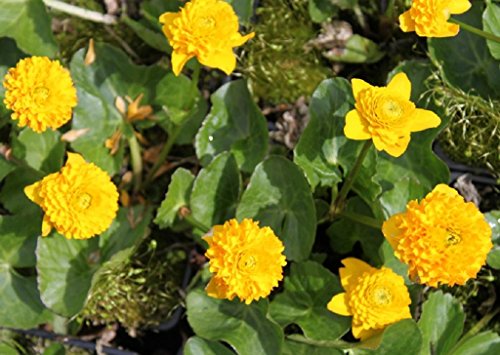 WASSERPFLANZEN WOLFF - Caltha palustris 'Multiplex' - gefüllte Sumpfdotterblume, gelb - winterhart - Teichpflanze - QUALITÄTSSTAUDE durchwurzelt im 9x9 cm Topf von Wasserpflanzen Wolff