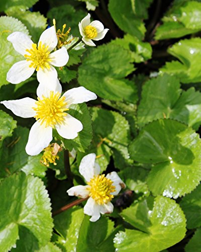 WASSERPFLANZEN WOLFF - Caltha palustris var. alba - Sumpfdotterblume - Kaschmir-Dotterblume, weiß - 2er-SET von Wasserpflanzen Wolff