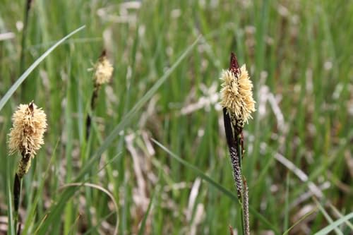 WASSERPFLANZEN WOLFF - Carex appropinquata - Wundersegge, Schwarzschopfsegge - ideal für feuchte Standorte, heimisch, winterhart, pflegeleicht WASSERPFLANZEN WOLFF - Carex appropinquata - Wundersegge, Schwarzschopfsegge - ideal für feuchte Standorte, heimisch, winterhart, pflegeleicht von Wasserpflanzen Wolff