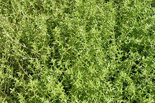 WASSERPFLANZEN WOLFF - Crassula recurva - Nadelkraut, weiß - winterhart - heimisch - QUALITÄTSSTAUDE durchwurzelt im 9x9 cm Topf von Wasserpflanzen Wolff