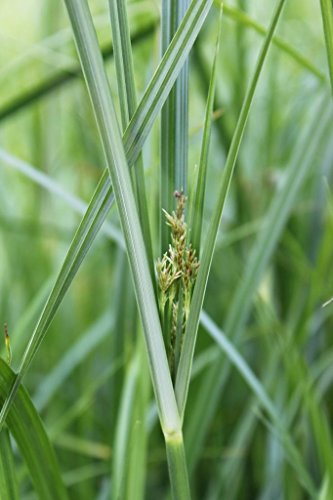 WASSERPFLANZEN WOLFF - Cyperus longus - langblättriges Zypergras - Zyperngras - heimisch - QUALITÄTSSTAUDE durchwurzelt im 9x9 cm Topf von Wasserpflanzen Wolff