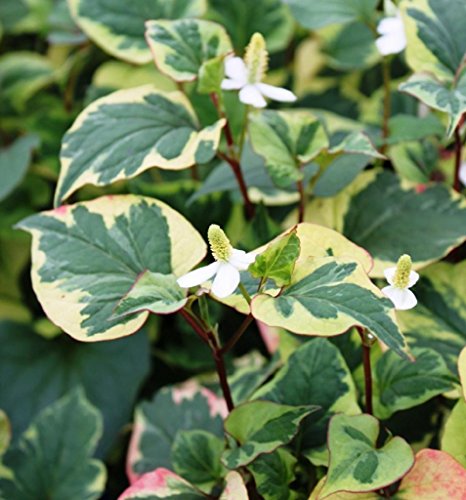 WASSERPFLANZEN WOLFF - Houttuynia cordata 'Chameleon' - Houttuynie - Eidechsenschwanz weiß, buntlaubig - QUALITÄTSSTAUDE durchwurzelt im 9x9cm Topf - winterhart von Wasserpflanzen Wolff