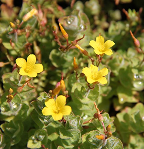 WASSERPFLANZEN WOLFF - Hypericum elodes - Sumpf-Johanniskraut - Sumpf-Hartheu, gelb - QUALITÄTSSTAUDE im 9 x 9cm Topf durchwurzelt - heimisch - winterhart von Wasserpflanzen Wolff