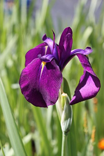 WASSERPFLANZEN WOLFF - Iris laevigata - Asiatische Sumpfschwertlilie - Sumpfiris, blau - QUALITÄTSSTAUDE durchwurzelt im 9x9cm Topf - winterhart von Wasserpflanzen Wolff