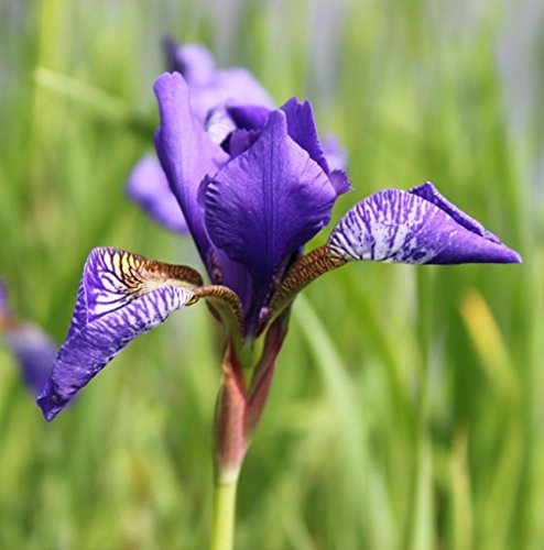 WASSERPFLANZEN WOLFF - Iris versicolor - Amerikanische Sumpfiris - Sumpfschwertlilie, blau - QUALITÄTSSTAUDE im 9er Topf - durchwurzelt von Wasserpflanzen Wolff