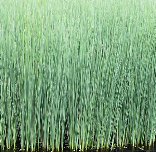WASSERPFLANZEN WOLFF - Juncus inflexus - Blaubinse - blaugrüne Binse - QUALITÄTSSTAUDE durchwurzelt im 9x9cm Topf - winterhart - heimisch von Wasserpflanzen Wolff
