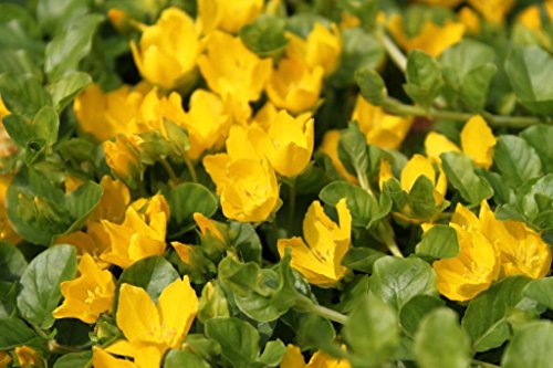 WASSERPFLANZEN WOLFF - Lysimachia nummularia - Pfennigkraut - Pfennig-Gilbweiderich - Münzkraut, gelb - QUALITÄTSSTAUDE im 9x9 cm Topf durchwurzelt - winterhart! von Wasserpflanzen Wolff