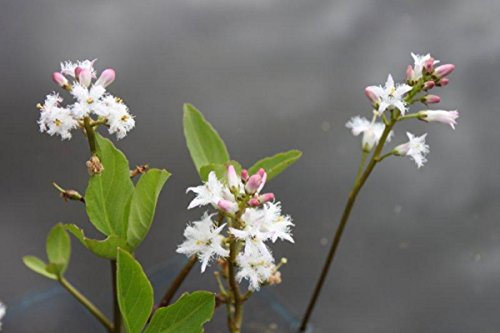 WASSERPFLANZEN WOLFF - Menyanthes trifoliata - Bitterklee - Fieberklee, weiß - heimisch - winterhart - QUALITÄTSSTAUDE durchwurzelt im 9x9 cm Topf - Blume des Jahres 2020 ! von Wasserpflanzen Wolff
