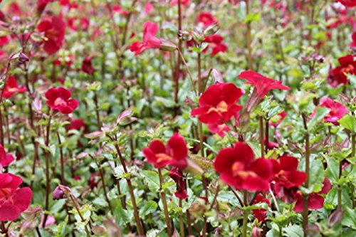 WASSERPFLANZEN WOLFF - Mimulus cupreus 'Roter Kaiser' - Gauklerblume, rot - QUALITÄTSSTAUDE durchwurzelt im 9x9 cm Topf von Wasserpflanzen Wolff