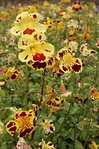 WASSERPFLANZEN WOLFF - Mimulus tigrinus - Getigerte Gauklerblume, gelb-rot gefleckt QUALITÄTSSTAUDE durchwurzelt im 9x9 cm Topf von Wasserpflanzen Wolff