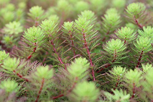 WASSERPFLANZEN WOLFF - Myriophyllum hippuroides - Tausendblatt - wasserreinigend - keine kleinen Stecklinge! - durchwurzelte Pflanzen! 2er Set von Wasserpflanzen Wolff