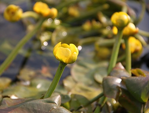 WASSERPFLANZEN WOLFF - Nuphar lutea im PFLANZKORB - Mummel - gelbe Teichrose - fix und fertig einsetzbar! - heimisch - winterhart von Wasserpflanzen Wolff