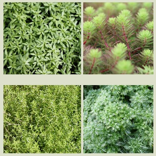 WASSERPFLANZEN WOLFF - Pflanzenset - Sauerstoffbooster - Algenkiller - biologisch - Teichreinigung ohne Chemie - QUALITÄTSSTAUDEN - durchwurzelt - winterhart - Klärpflanzen - 4er Mix im PFLANZKORB von Wasserpflanzen Wolff