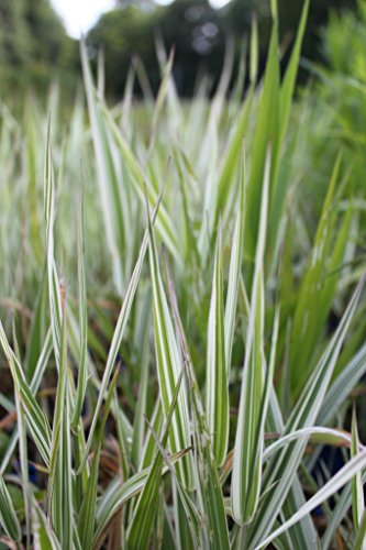 WASSERPFLANZEN WOLFF - Phalaris arundinacea 'Picta' - Rohrglanzgras, weiß gestreift - 2er-Set QUALITÄTSSTAUDEN in 9x9cm Töpfen - heimisch - winterhart von Wasserpflanzen Wolff