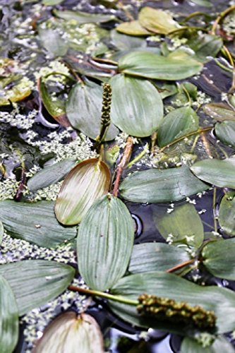 WASSERPFLANZEN WOLFF - Potamogeton natans - schwimmendes Laichkraut - Rarität! - Klärpflanze von Wasserpflanzen Wolff