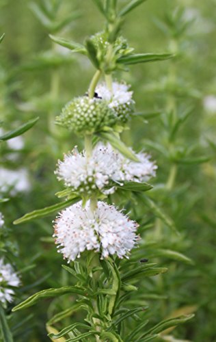 WASSERPFLANZEN WOLFF - Preslia cervina 'Alba' - Mentha cervina - Wasserminze, weiß - 2er-Set - QUALITÄTSSTAUDEN von Wasserpflanzen Wolff