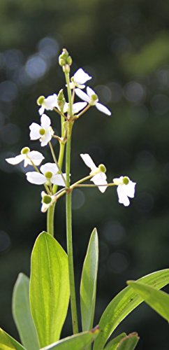 WASSERPFLANZEN WOLFF - Sagittaria graminea - Grasblättriges Pfeilkraut, weiß - QUALITÄTSSTAUDE durchwurzelt im 9x9cm Topf - winterhart von Wasserpflanzen Wolff