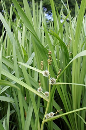 WASSERPFLANZEN WOLFF - Sparganium erectum - Ästiger-/Aufrechter- Igelkolben, grün - QUALITÄTSSTAUDE im 9x9 cm Topf durchwurzelt - heimisch - winterhart von Wasserpflanzen Wolff
