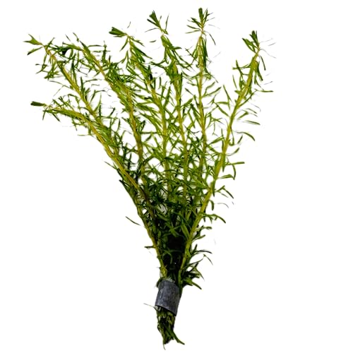 WASSERPFLANZEN WOLFF - ein Bund Rotes Mooskraut/Rotala wallichii von Wasserpflanzen Wolff