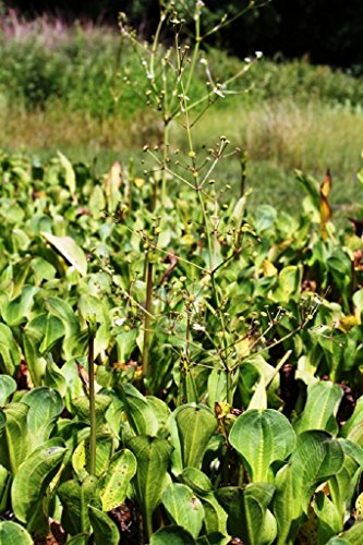 WASSERPFLANZEN WOLFF - Alisma parviflora - rundblättriger/breitblättriger Froschlöffel, weiß - winterhart - QUALITÄTSSTAUDE durchwurzelt im 9x9 cm Topf von Wasserpflanzen Wolff