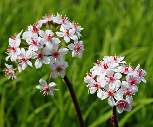 Wasserpflanzen Wolff - Darmera peltata - Peltiphyllum peltatum - Schildblatt, rosa von Wasserpflanzen Wolff