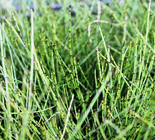 Wasserpflanzen Wolff - Equisetum scirpoides - winterhart - Zwergschachtelhalm - Grönlandschachtelhalm - Zinnkraut von Wasserpflanzen Wolff