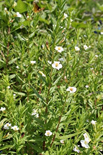 WASSERPFLANZEN WOLFF - Gratiola officinalis - Gottes-Gnadenkraut, weiß - QUALITÄTSSTAUDE durchwurzelt im 9x9cm Topf – heimisch - winterhart von Wasserpflanzen Wolff