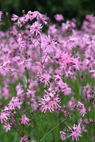 Wasserpflanzen Wolff - Lychnis flos-cuculi - Kuckuckslichtnelke - Kuckucksblume, rosa von Wasserpflanzen Wolff