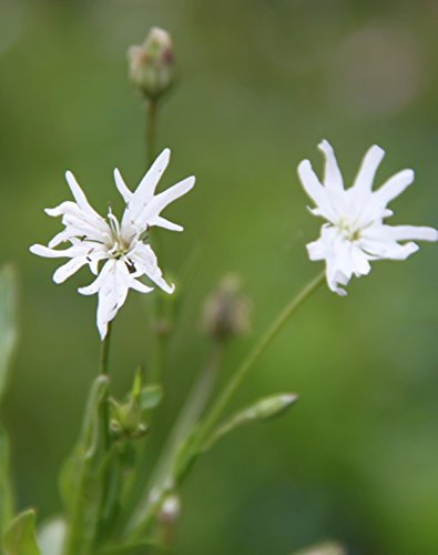 Wasserpflanzen Wolff - Lychnis flos cuculi 'White Robin' - Kuckuckslichtnelke, weiß von Wasserpflanzen Wolff