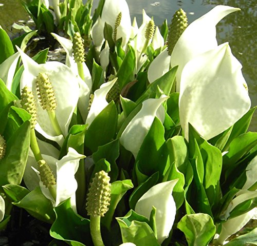 Wasserpflanzen Wolff - Lysichiton camtschatcensis - Scheincalla, weiß von Wasserpflanzen Wolff