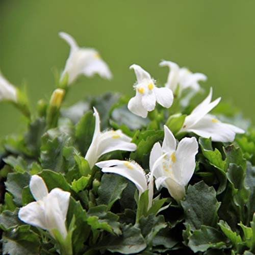 Wasserpflanzen Wolff - Mazus reptans - Lippenmäulchen, weiß von Wasserpflanzen Wolff