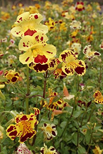 Wasserpflanzen Wolff - Mimulus tigrinus - Getigerte Gauklerblume, gelb-rot gefleckt von Wasserpflanzen Wolff
