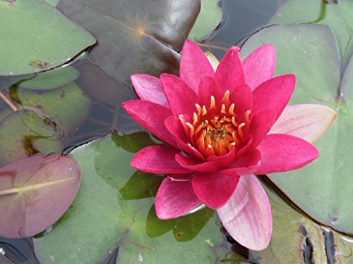 Wasserpflanzen Wolff - Nymphaea 'Froebeli' im Pflanzkorb - Seerose, rot von Wasserpflanzen Wolff