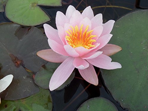 WASSERPFLANZEN WOLFF - Seerose im Pflanzkorb - Nymphaea 'Marliacea Rosea' - Seerose, rosa - fix und fertig - winterhart von Wasserpflanzen Wolff