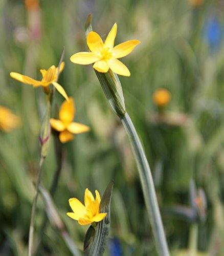 WASSERPFLANZEN WOLFF - Sisyrinchium californicum - Binsenlilie, gelb - Grasschwertel - im 9er Topf von Wasserpflanzen Wolff